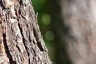 Deeply furrowed bark of a pine tree [IBR125521139]