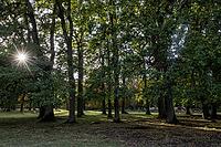 Old English oaks (Quercus robur), Hanover, Lower Saxony, Germany [IBR125521144]