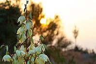 Sonnenaufgang an einem Strand über der Adria, vorne Yucca, Fädige Palmlilie (Yucca filamentosa), Punta Marina, Ravenna, Emilia-Romagna, Italien [IBR125521147]