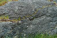 Land Art, nature art, flowers of the silver willow (Salix alba), rock face, stone, Laiz-Inzigkofen, Sigmaringen district, Baden-Württemberg, Germany [IBR125521149]