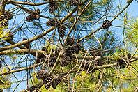 Many pine cones on a pine tree [IBR125521155]