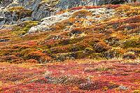 Arctic tundra in autumn colors, autumn, West Greenland, Greenland [IBR125521159]