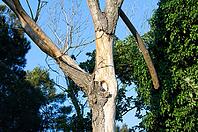 Dead tree, partial view [IBR125521162]