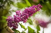 Purple lilac flowers glow between green leaves against a softly blurred garden background, Stuttgart, Baden-Württemberg, Germany [IBR125521163]