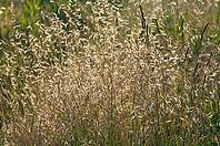 Flughafer, Sommerungsflughafer, Windhafer, Katzenhafer, Blindhafer, Wildhafer (Avena fatua) [IBR125521164]