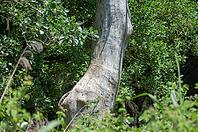 Dead tree, partial view [IBR125521167]