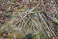 Land Art, nature art, arrangement of small branches on tree stump, nature conservation, in the forest, Upper Danube nature park Park, Sigmaringen district, Baden-Württemberg, Germany [IBR125521171]