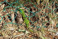 Smaragdeidechse (Lacerta vridis), hinter einem kaputten grünen Maschendrahtzaun in einem Pinienwald an der Adria, Punta Marina, Ravenna, Emilia-Romagna, Italien [IBR125521173]