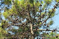 Many pine cones on a pine tree [IBR125521174]
