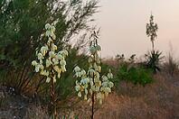 Sonnenaufgang an einem Strand über der Adria, vorne Yucca, Fädige Palmlilie (Yucca filamentosa), Punta Marina, Ravenna, Emilia-Romagna, Italien [IBR125521175]