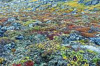 Arctic tundra in autumn colors, autumn, West Greenland, Greenland [IBR125521176]