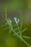 Acker-wicke, Ervum hirsutum, rough-haired vetch, vicia hirsuta, flora, hairy tare, hairy vetch, high size, portrait format, plants, tiny vetch [IBR125527026]