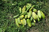 Harvested ripe cucumbers on grass [IBR125527027]