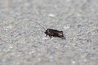 Field cricket (Gryllus campestris), asphalt, Germany [IBR125527033]