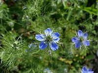 Beautiful cornflower blue nigella flowers and foliage in garden setting. [IBR125527040]