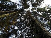 A spruce forest from the frog perspective [IBR125527043]