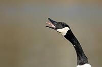 Canada goose (Branta canadensis) adult bird calling with its beak open, England, United Kingdom [IBR125527044]
