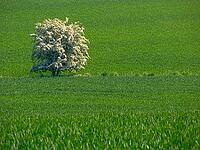 Bluehender Obstbaum zwischen Feldern. Single blossoming tree in the meadows [IBR125527058]