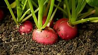 Fresh radishes Raphanus raphanistrum sprout growing soil organic farmer agriculture farm garden, organically grown edible root vegetables, greenhouse organic plant harvest vegetables, very healthy many vitamins and minerals, naturally bitter flavor, arm f [IBR125527059]