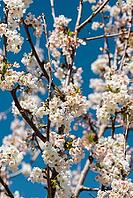 Immerse yourself in a dreamlike scene as a butterfly gently on a cherry blossom, with soft blurred branches in the background, illuminated by soft, enchanting light [IBR125527062]