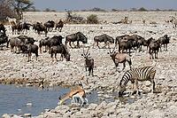 Namibia, Etosha National Park, Springboks, Oryx, Zebra, Gnu, Waterhole, Okaukuejo, Etosha Pan, Etosha [IBR125527065]