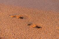 Beach, wave and footprints at sunset. lonely footprint of one person on the seashore [IBR125527066]