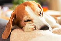 Adorable beaver dog calmly sleeping in a soft, fluffy sofa, captured a moment of tranquility and warmth [IBR125527073]