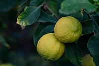 Two ripe lemons dangle from a lush green branch, illuminated by soft sunlight filtering through the leaves [IBR125527078]