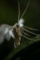 White feather butterfly (Pterophorus pentadactylus), Rhineland-Palatinate, Germany [IBR125527086]