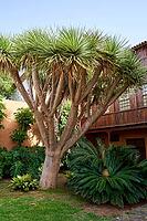 Canarian dragon tree is an emblematic tree of Tenerife. Spain, 06-06-2024 [IBR125527088]