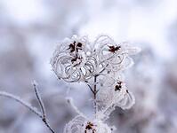 Clematis vitalba (Clematis vitalba) on a frosty winter day [IBR125527108]