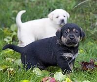 Puppies [IBR125527115]