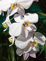 Weisse Orchidee, Nahaufnahme White orchid, close-up [IBR125527118]