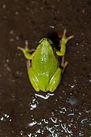 European tree frog (Hyla arborea), Rhineland-Palatinate, Germany [IBR125527120]
