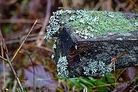 Lichen and moss growing on a fallen wood [IBR125527122]