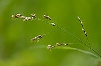 Single-flowered pearl grass, melica uniflora, pearl grass, wood melick, flora, plants, plants [IBR125536394]