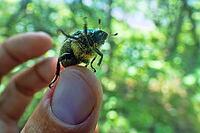 Siberian beetle (Mimela (Rhombonyx) holosericea, Mimela holosericea japonica) in forests of Mongolian oak on Sakhalin Island. Russian Far East. On man finger [IBR125536401]