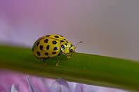 22-spot ladybird, mushroom ladybird, psyllobora 22-punctata, psyllobora vigintiduopunctata, twenty-two-spot ladybird, beetle, coleoptera, insects, beetles [IBR125536417]