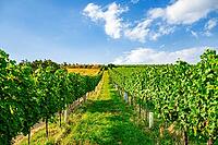 Vineyard rows on a hill in Vienna Austria Nusserg area [IBR125536418]