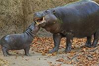 Cute Little Pygmy hippopotamus cub Choeropsis liberiensis with mother in selective focus. little cub play with mother [IBR125536419]