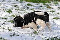 Puppies [IBR125536421]