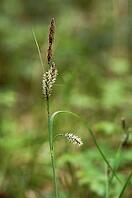 Blue-green sedge, Carex flacca, Glaucous sedge, sour grass family, flora, high size, portrait format, plants, sedges [IBR125536422]