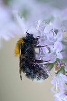 Apidae, tree bumblebee, bees, bombus hypnorum, hymenoptera, new garden bumblebee, tree bumble bee, high size, portrait format, bumblebee, insects [IBR125536424]