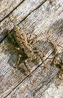 Arachnida, fencepost jumper, large bark jumping spider, marpissa muscosa, bark stretching jumper, spider animals, high size, portrait format, spider, spiders [IBR125536427]