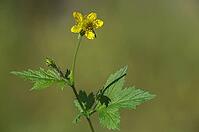 Real carnation root, common carnation root, geum urbanum, clove root, st. Benedict's autumn, colewort, flora, herb bennnet, plants, plants, wood avens [IBR125536437]