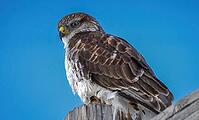 Majestic ferruginous hawk perched on a weathered wooden fence post, gazing intently against a vibrant blue sky [IBR125536444]
