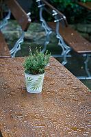 Table in the beer garden of a restaurant in Germany in rainy weather and a flower pot with Daboecia cantabrica [IBR125536446]