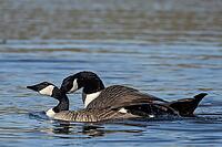 Canada goose (Branta canadensis) two adult geese birds mating or having sex on the water surface of a lake in spring, England, United Kingdom [IBR125536449]