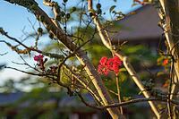 Nara, Japan - Sep 26 2024, A close-up view of the branches of a tree with small red flowers, with the blurred facade of Todaiji Temple in the background, at daytime, without people, Nara, Japan [IBR125536455]