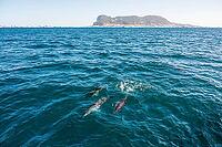 A group of dolphins swims near the surface of the vibrant blue sea, with the iconic Rock of Gibraltar visible in the distance under a clear sky. The scene captures the natural beauty and wildlife of the Strait of Gibraltar, making it ideal for travel, nat [IBR125536463]